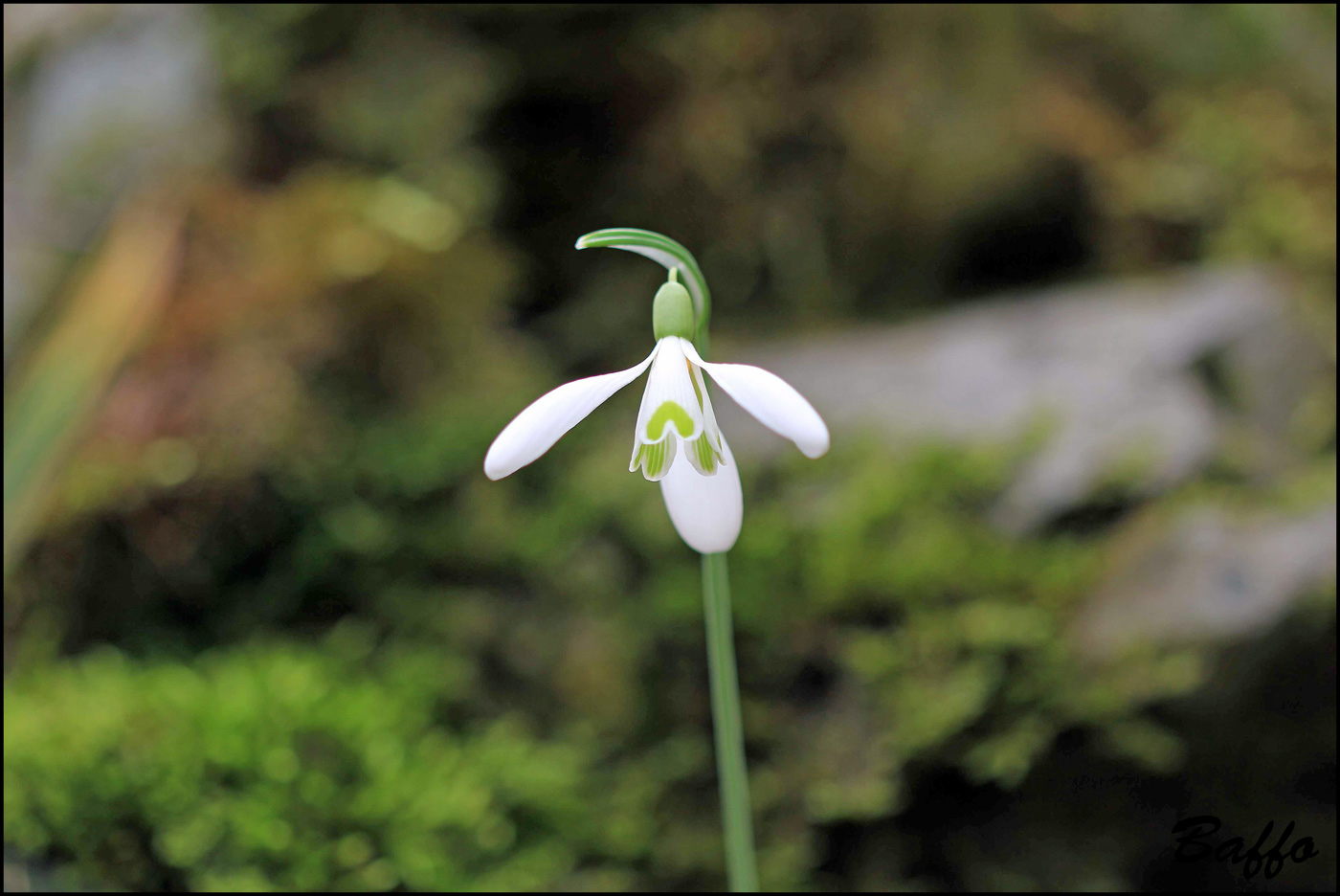 Galanthus nivalis / Bucaneve